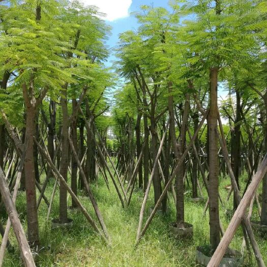 普宁市凤凰木 （红花楹）12-15-20-30骨架袋苗和假植苗