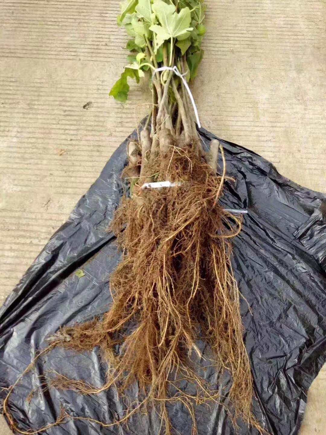  波姬红无花果苗品种纯正成活率高