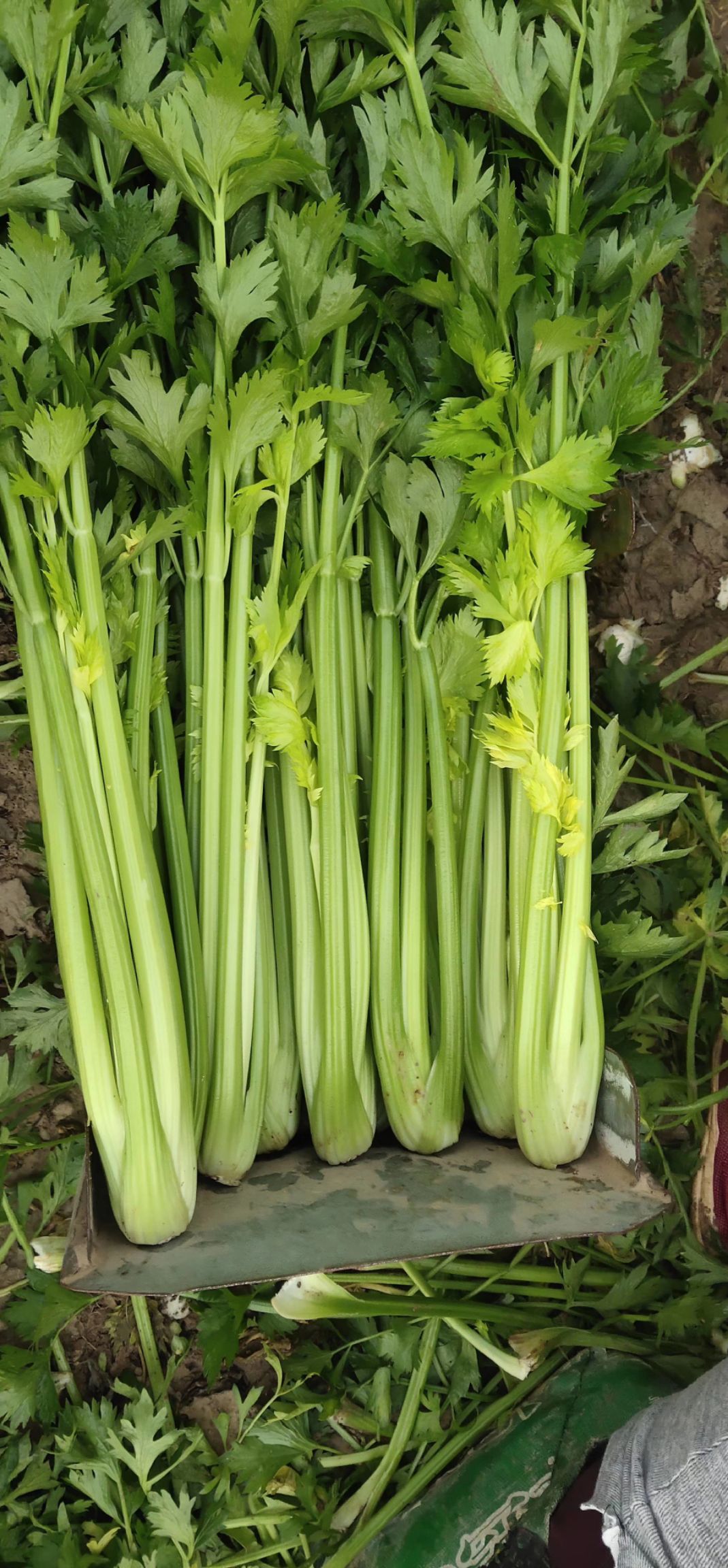 法国皇后芹菜 皇后西芹3毛上车,质量保证,地头装菜,无代办费