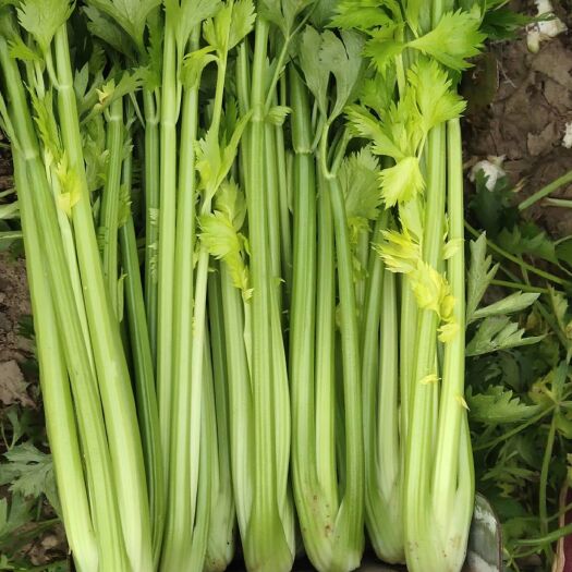 肃宁县法国皇后芹菜 皇后西芹3毛上车，质量保证，地头装菜，无代办费