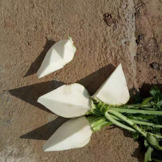 虞城县辣菜疙瘩 外表光滑无黑心