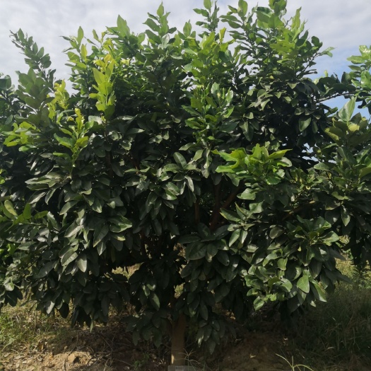来宾红心柚苗 红心蜜柚子树