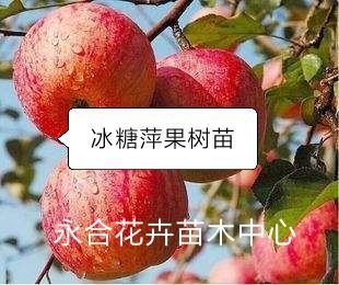 冰糖心苹果苗 冰糖萍果树苗，特甜特脆，糖度高，口感好。现挖现发，基地直销