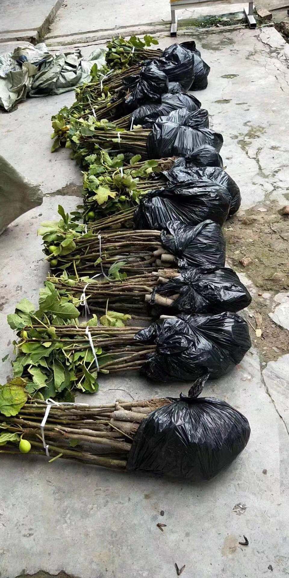  波姬红无花果苗品种纯正成活率高