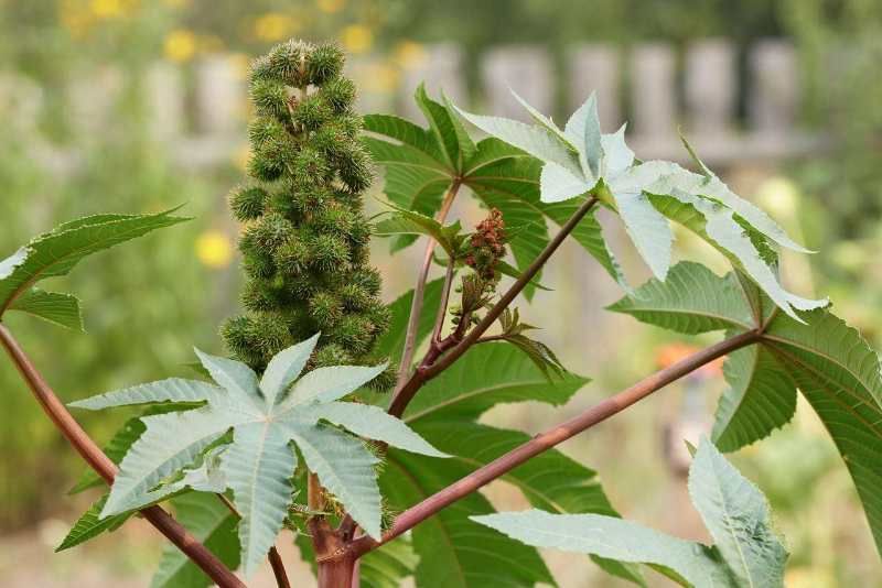 新采蓖麻种子 红蓖麻 绿蓖麻 老麻子草麻种子蓖麻油 中草药材