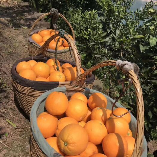  蔚蓝的天空
碧绿的江水
黄灿灿的橙子🍊
这里远离城市