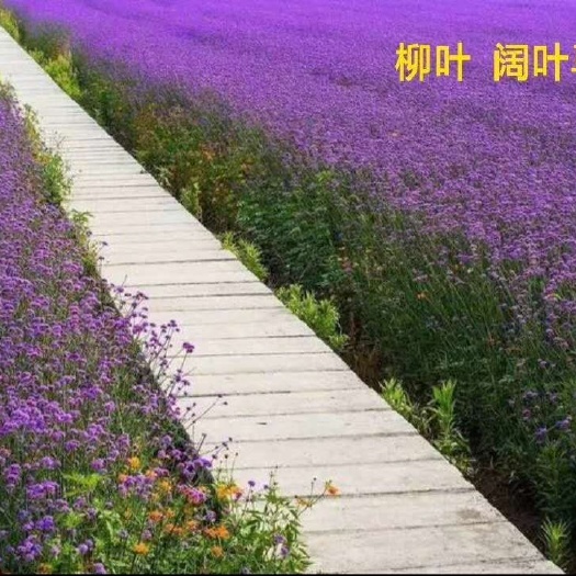 柳叶鳗 柳叶马鞍草籽种  易种易活花海观赏