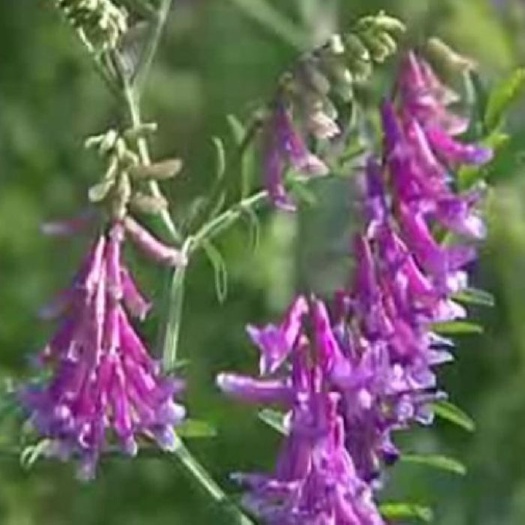 沭阳县苕子种子 光叶紫花苕子