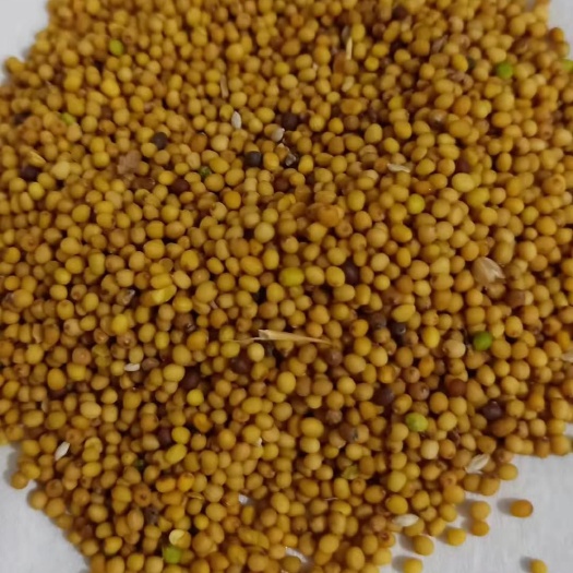 四子王旗 黄菜籽，颗粒饱满，水分7.6.青籽少黑子少，