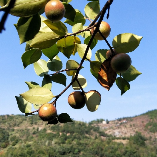 麻城市野生山茶籽 好山出好籽，好籽出好油。