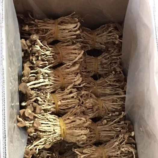 广昌县 广昌茶树菇批发