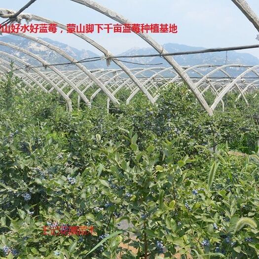 平邑县 蓝莓苗地栽盆栽南北种植  带土带叶发货