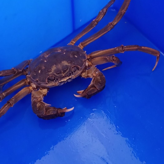 湘阴县洞庭湖大闸蟹 母蟹 2母