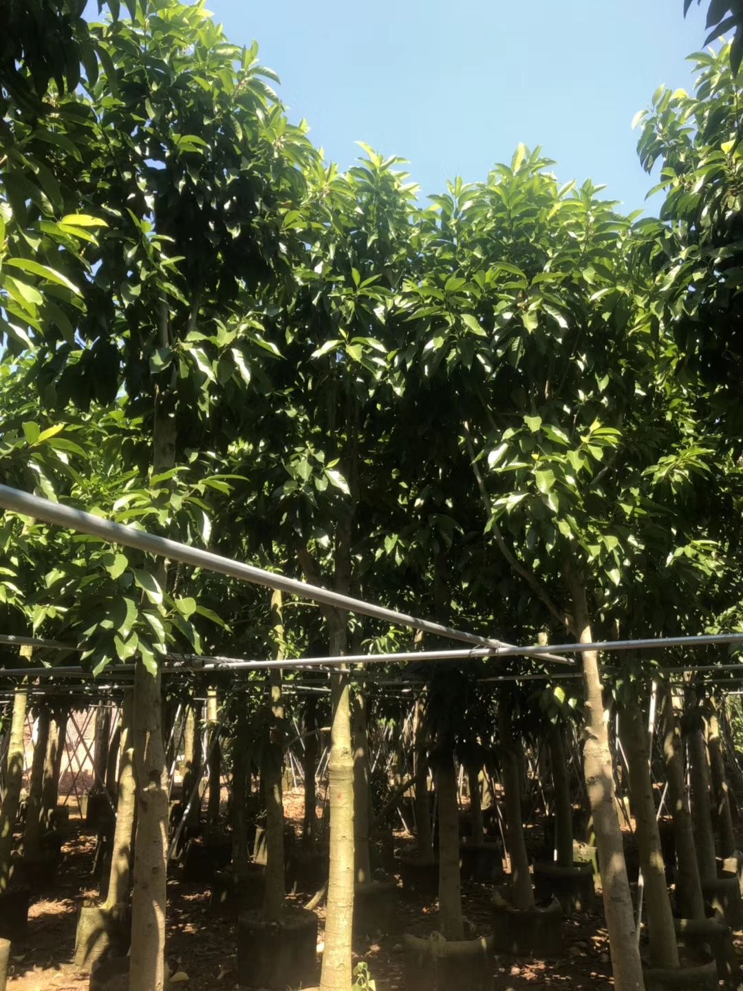 白玉兰（黄葛兰）