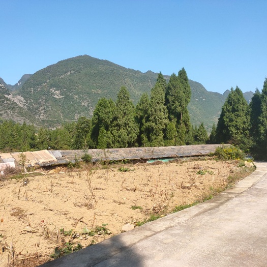 叙永县沙地柏 柏树