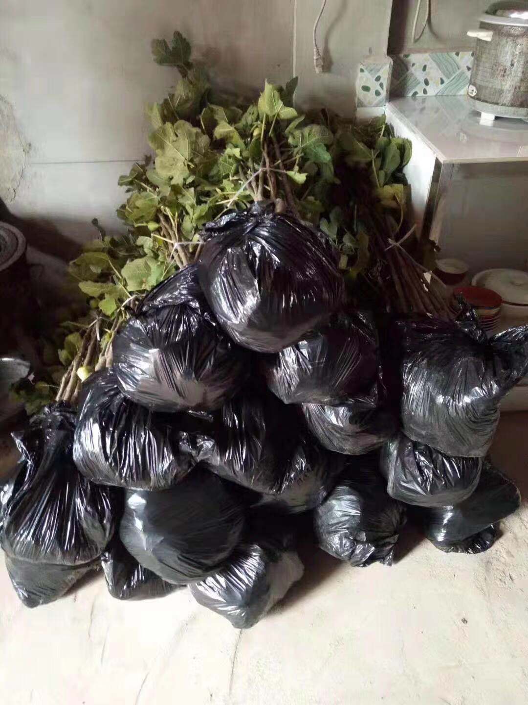 波姬红无花果苗品种纯正成活率高