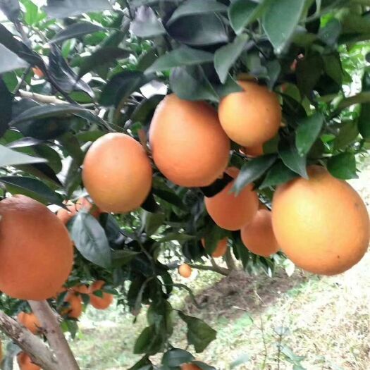 古蔺县 四川乡村农家自种纽荷尔甜橙