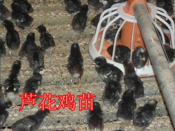 广汉市 快大型黑羽芦花鸡鸡苗，饲养过程中全程提供饲养技术