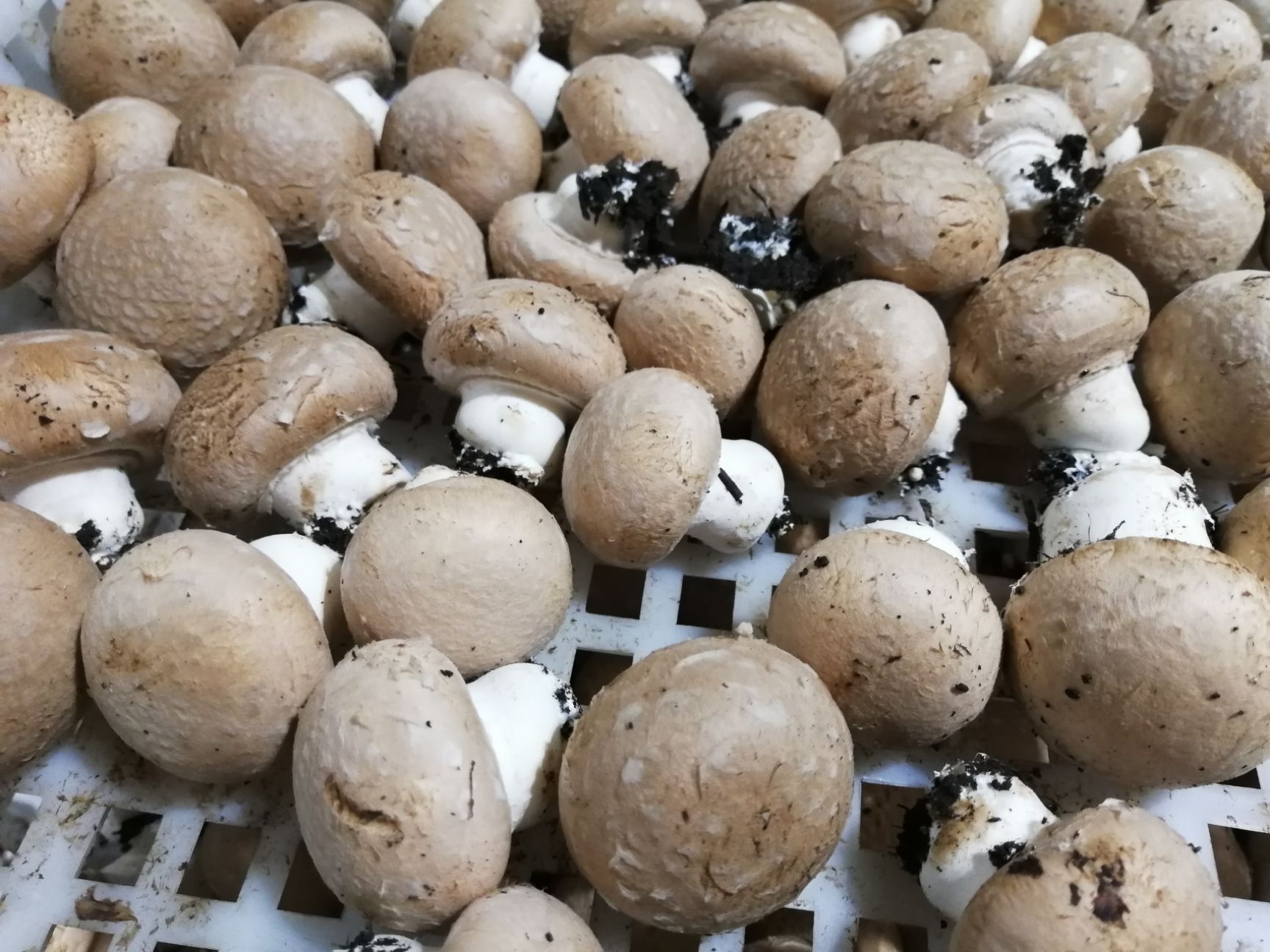 褐蘑  褐菇（简称牛排菇）8-10cm、工厂化种植、全年供应