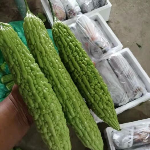 施甸县绿苦瓜 蔬菜种类繁多