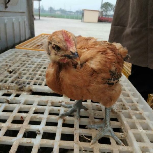 广汉市肉鸡苗 统货