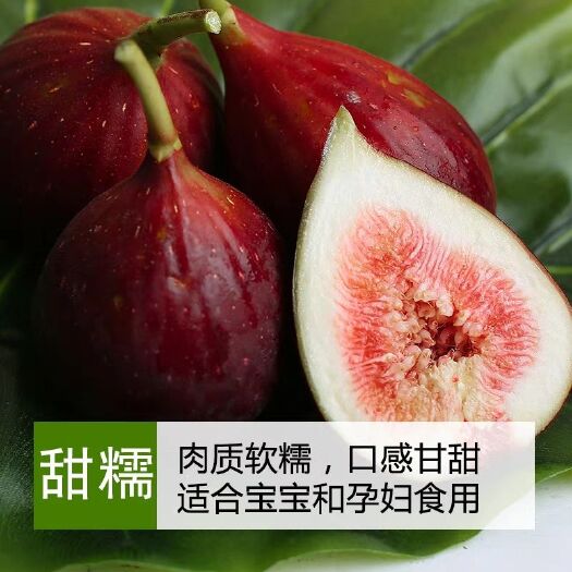 灵山县波姬红无花果苗 无花果