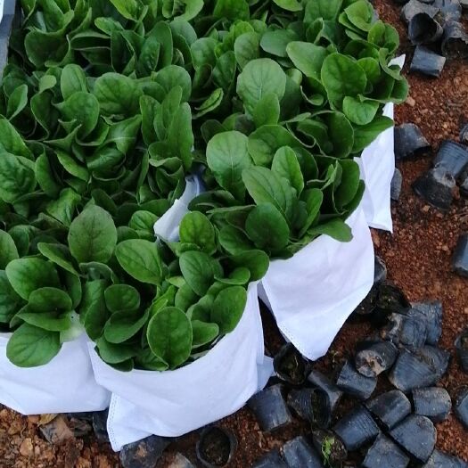昆明 常年销售优质非洲菊苗，品种齐全保证质量。