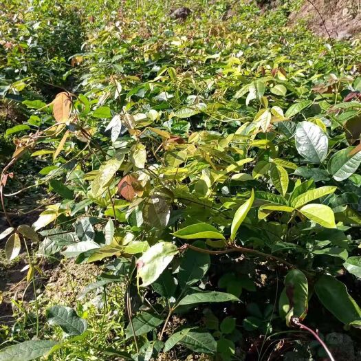 绥宁县九月黄金蕉苗 野生水果九月瓜的种植与口感又名黄金蕉软糯清甜好吃美味九月黄苗