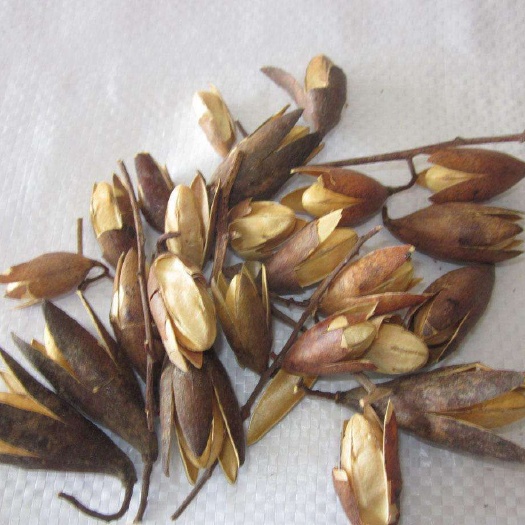 红油香椿种子速生香椿红香椿树种籽四季易种红叶香春芽菜蔬菜种籽