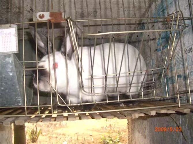 全州县伊拉兔 伊拉种兔