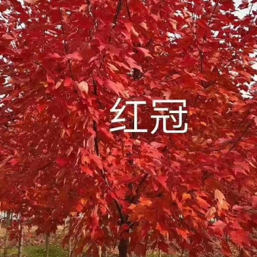 临沂美国红枫  红冠红枫火爆预购