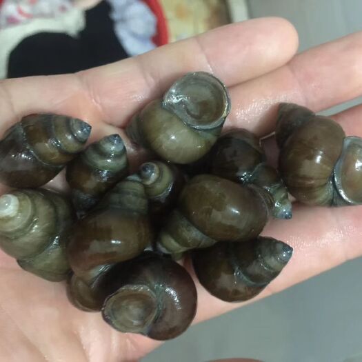 仙桃市螺蛳 人工养殖