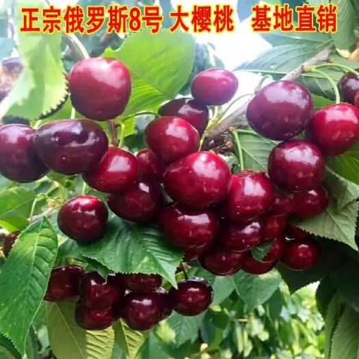 平邑县 樱桃苗俄罗斯八号樱桃树苗嫁接盆栽地栽南北方种植当年结果