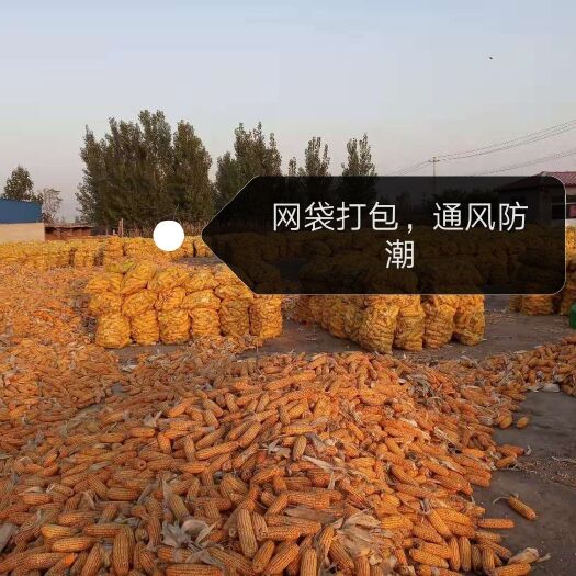 安新县干玉米  出售大量玉米品种优良颗粒饱满可打粒也能带核卖，图中有联系方式