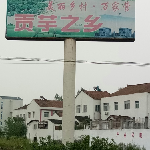 谷城县 芋头，白芋，粉面润滑，口感细嫩。