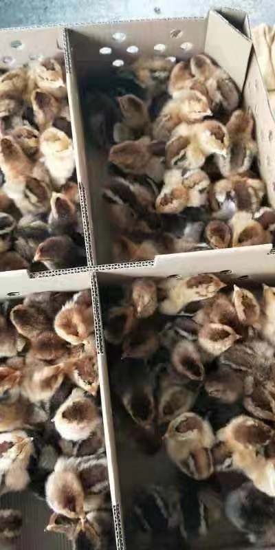 广州 k9肉鸡苗，长期供应，质量保证，全国包邮