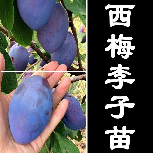 平邑县西梅苗 西梅女神 西梅李子苗嫁接盆栽地栽南北方种植当年结果