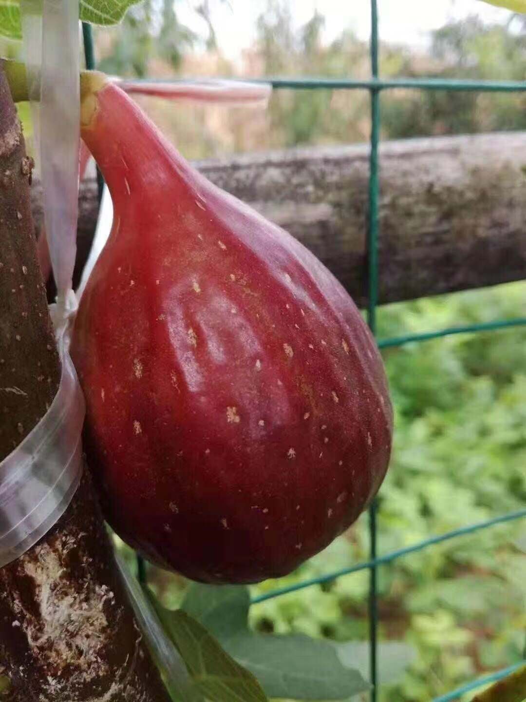  波姬红无花果苗品种纯正成活率高