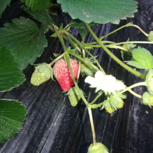 西安红颜草莓  红颜草苺已大量上市
