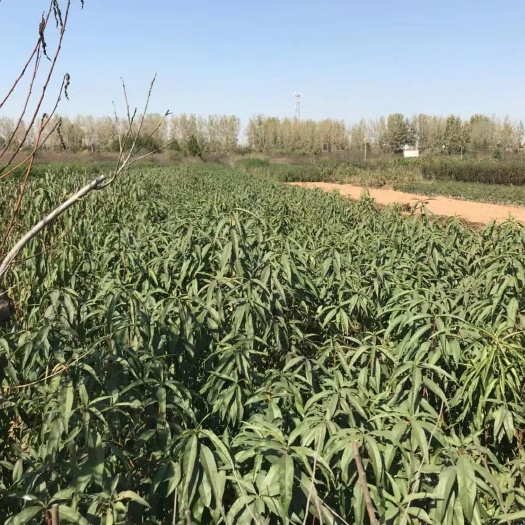 临沂山毛桃树苗 1~1.5米