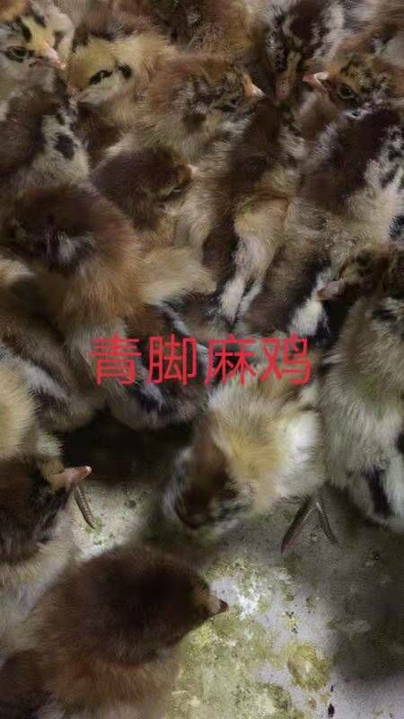 贵阳麻鸡苗  快大青脚麻，要的赶快喽，全国包邮