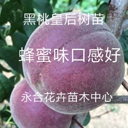 平邑县黑油皇后桃树苗 黑桃皇后树苗，蜂蜜味，口感好，特甜特好吃，糖度高，现挖现发。