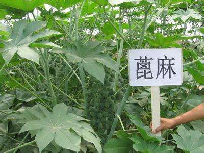 新采蓖麻种子 红蓖麻 绿蓖麻 老麻子草麻种子蓖麻油 中草药材