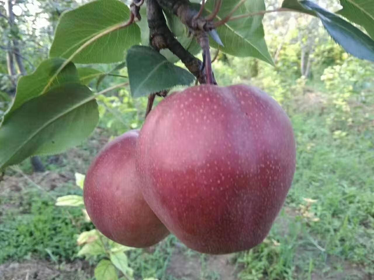 秋月梨苗  柱状梨苗，翠玉梨苗。免费提供技术