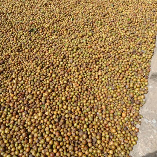 万年县油茶籽 30年老茶树，天然的不打药出油率高