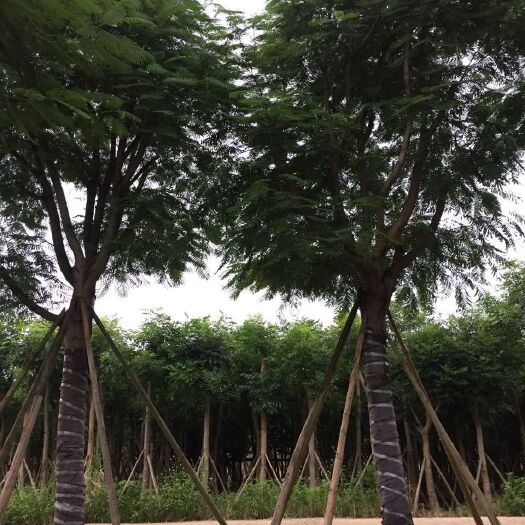 普宁市凤凰木别名红花楹25- 30-40公分 假植苗