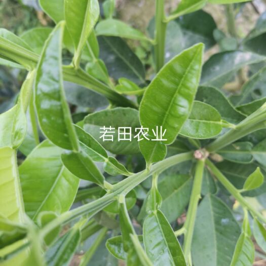南宁泰国红宝石柚苗 泰国红宝石青柚