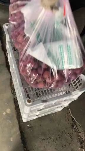 涿鹿县 精品红提大量出库