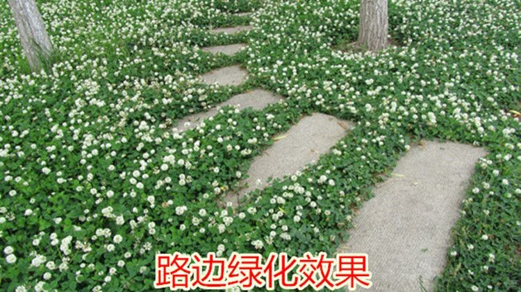 沭阳县白三叶种子