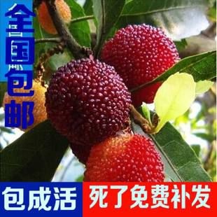 平邑县东魁杨梅树苗  正宗东魁杨梅，基地直发，良心卖家，结果快，早丰收